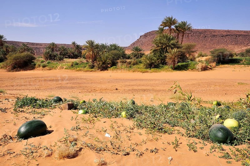 Watermelons at a dry riverbed