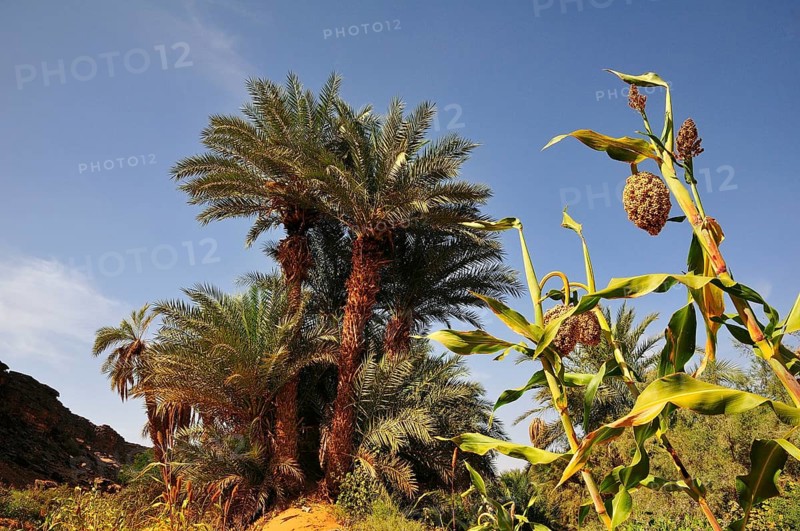 Date palm and sorghum plant