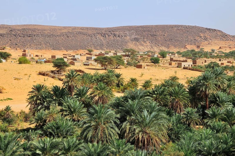 Palm grove with a settlement