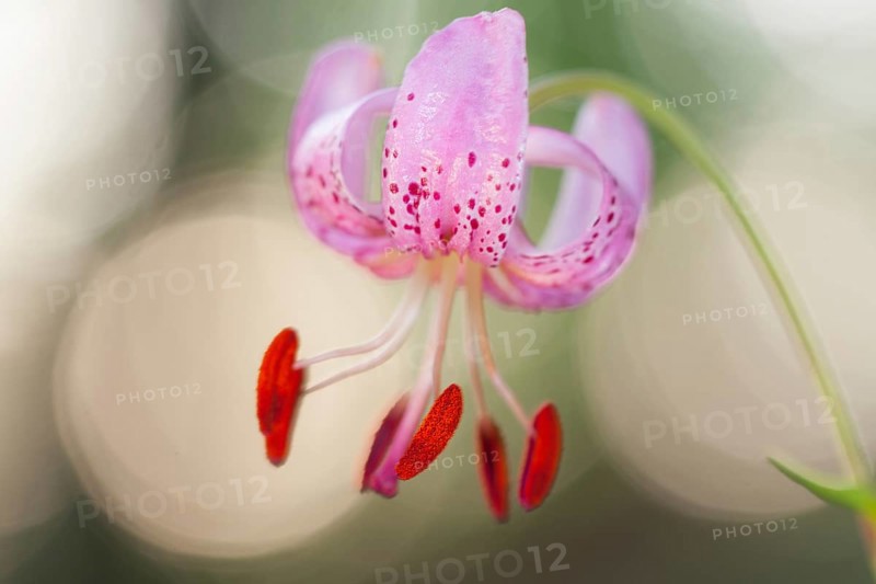 Martagon Lily or Turk's Cap Lily