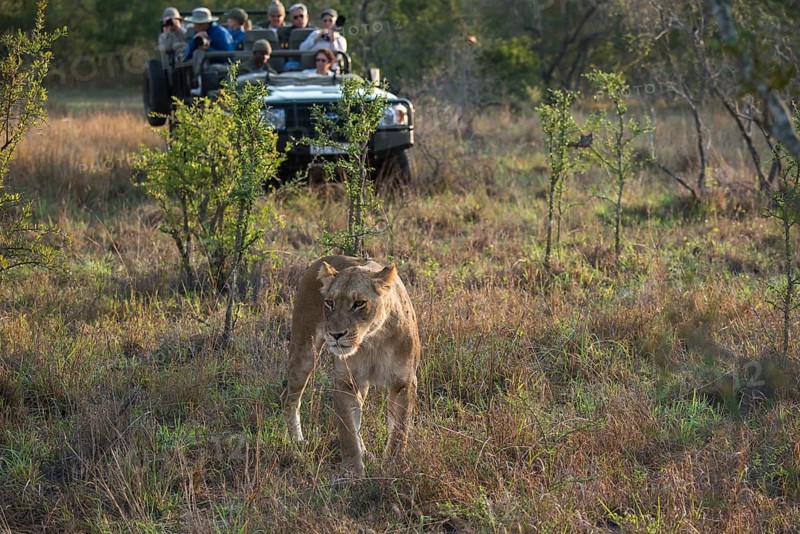 Lioness