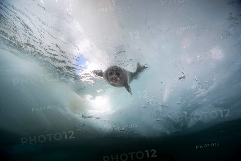 Baikal seal