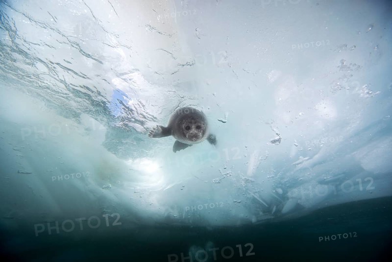 Baikal seal
