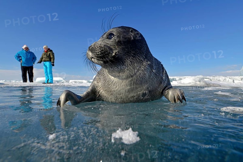 Two people watching a Baikal seal