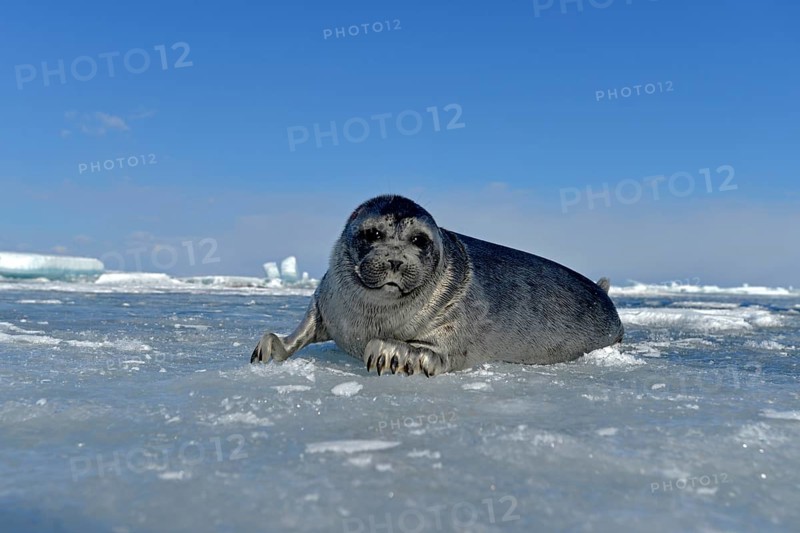 Baikal seal