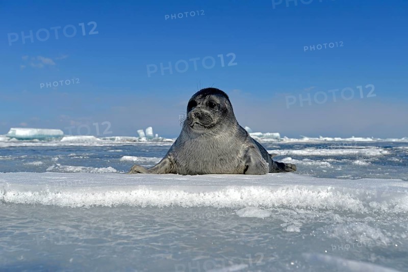 Baikal seal