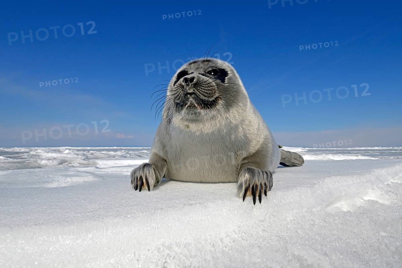 Baikal seal