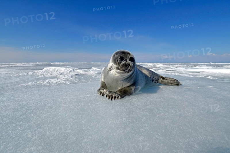 Baikal seal