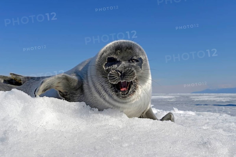 Baikal seal