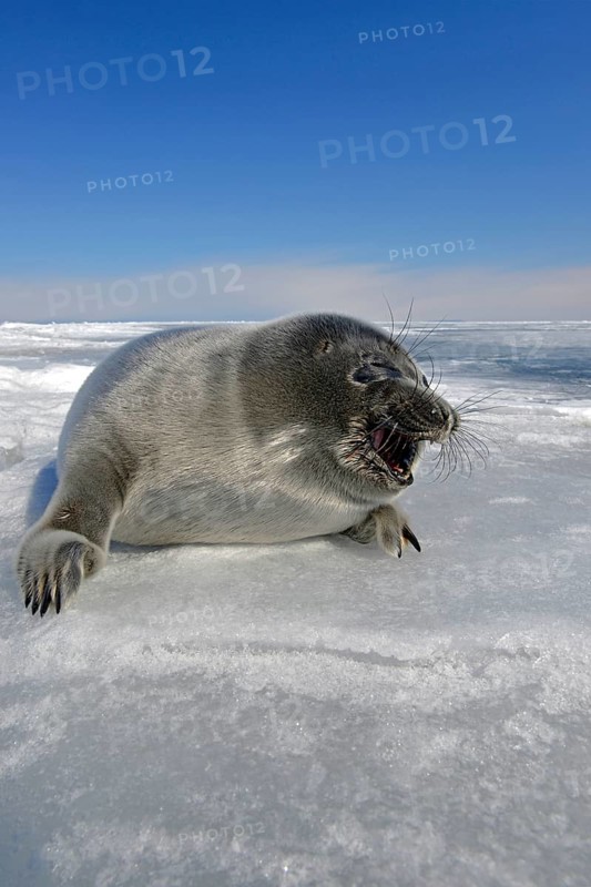 Baikal seal