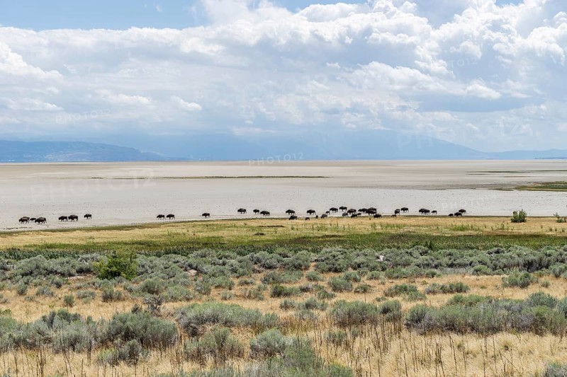 Herd of bison