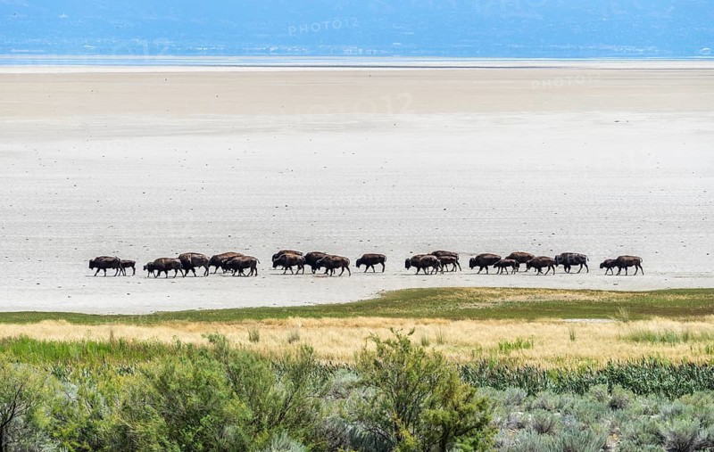Herd of bison