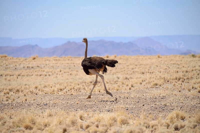 African ostrich