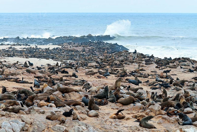 Colony of South African fur seals