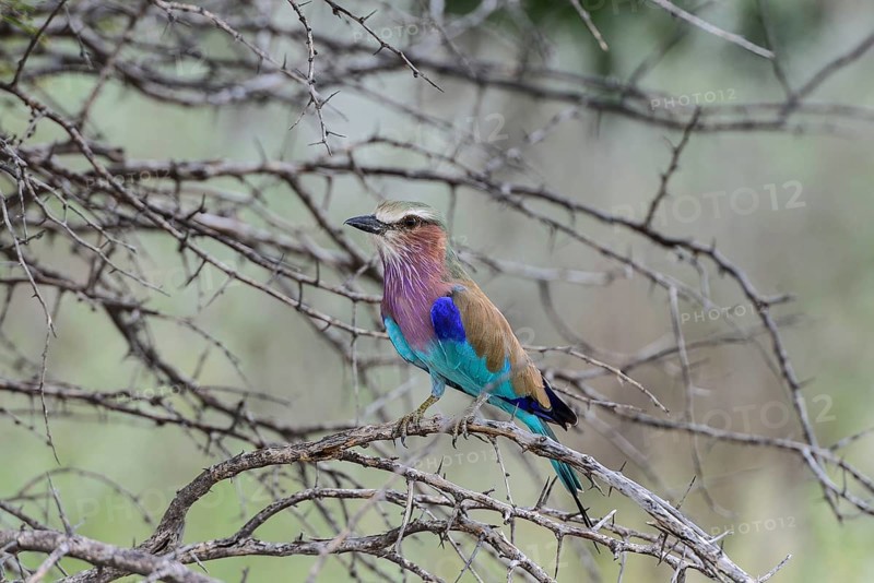 Lilac-breasted Roller