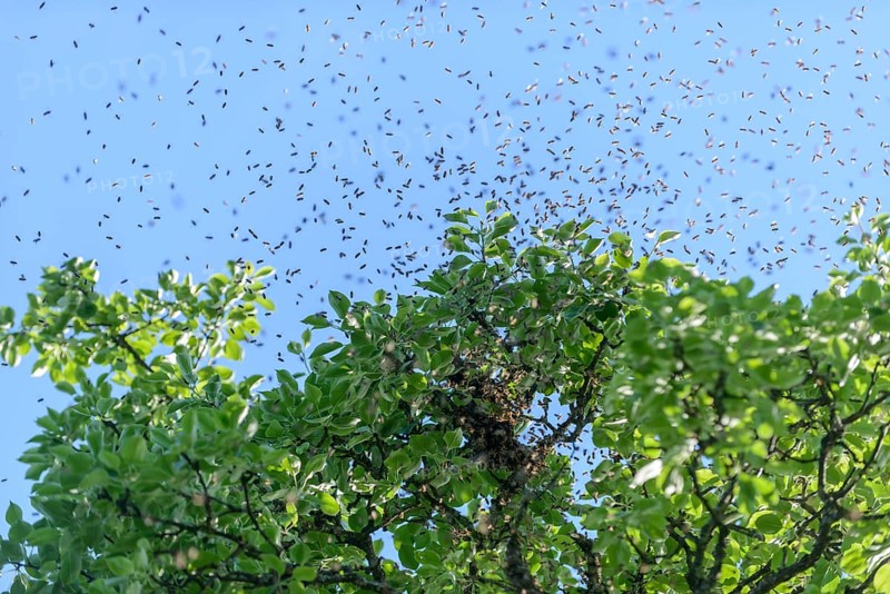 Swarm of bees by a pear tree