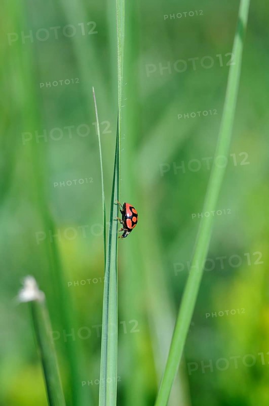 Red and black beetle climbing down a blade of grass