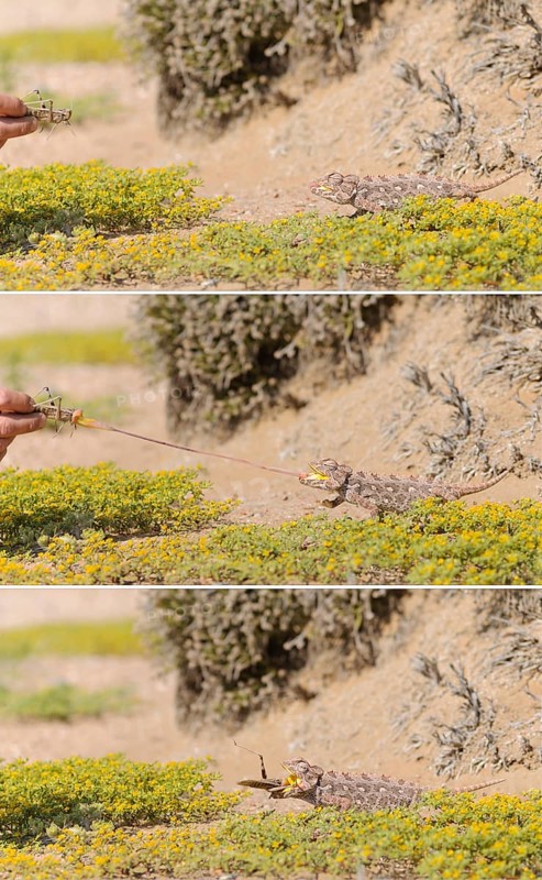 Namaqua chameleon