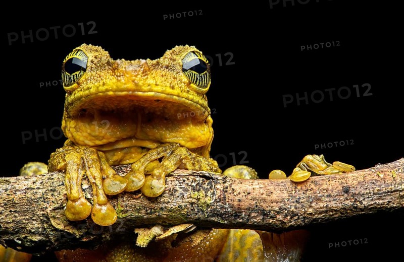 Manaus slender-legged tree frog