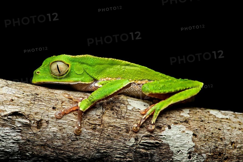 Manaus slender-legged tree frog