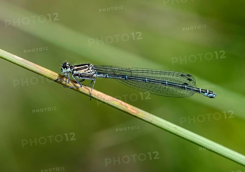 Female azure damselfly