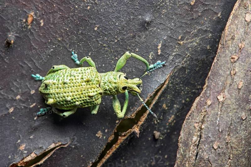 Weevil