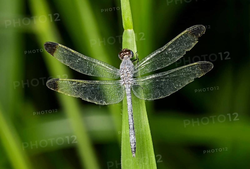 Neotropical dragonfly