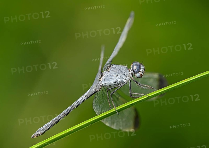 Neotropical dragonfly