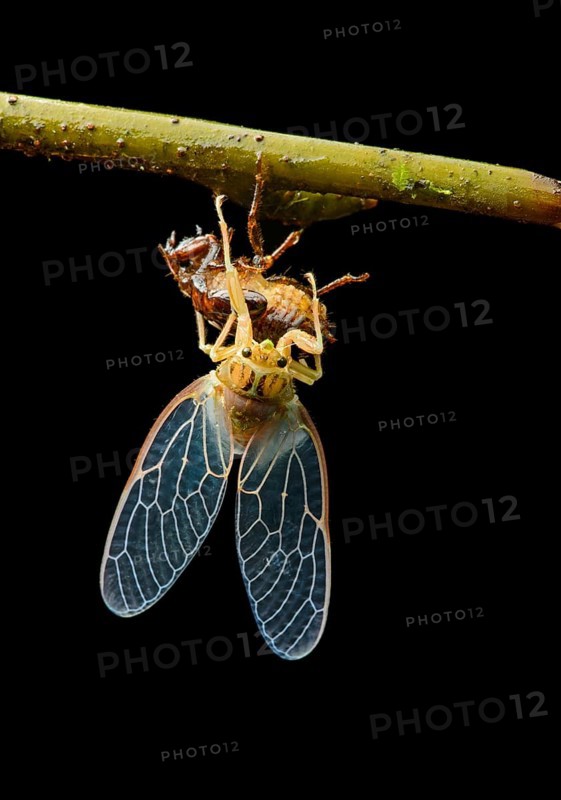 Hatching of a cicada