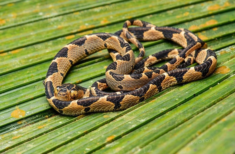 Blunthead tree snake