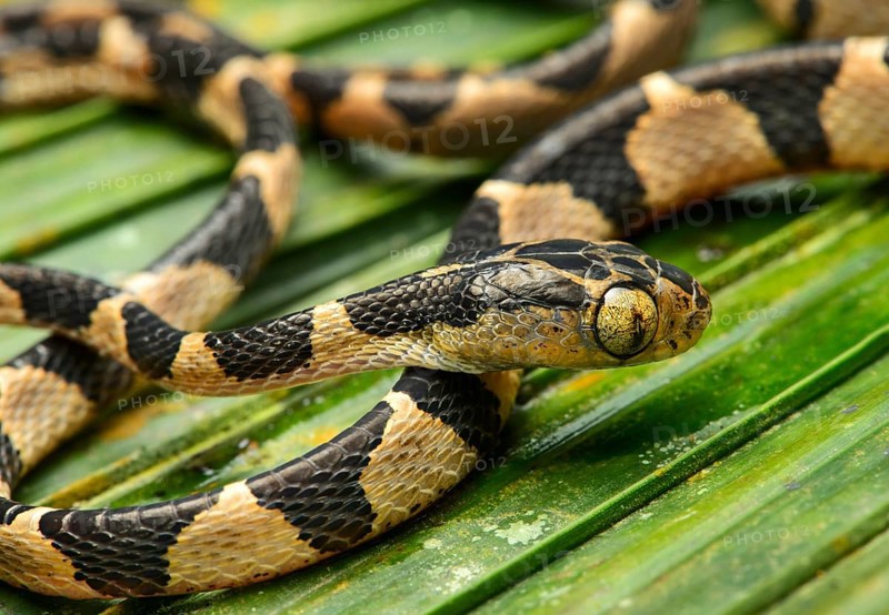 Blunthead tree snake