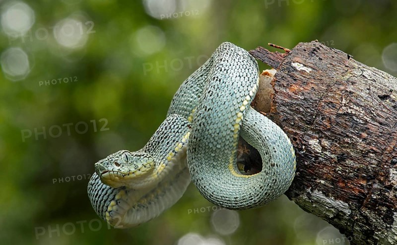 Two-striped forest-pitviper