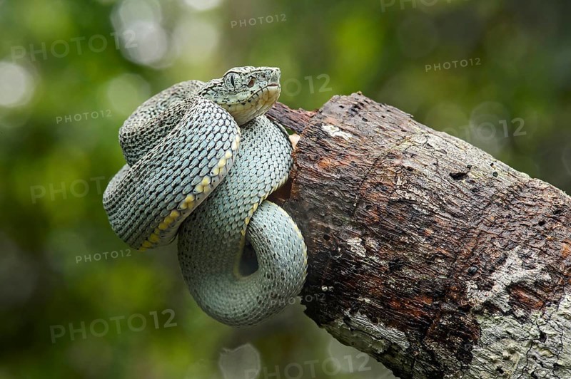 Two-striped forest-pitviper