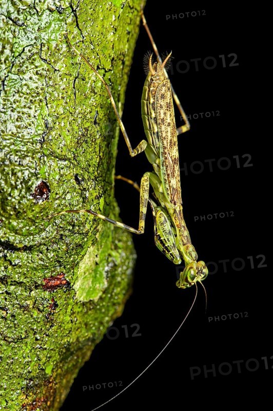 Phytomimesis