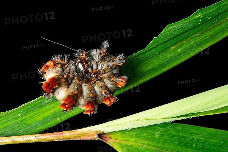 Curled up caterpillar