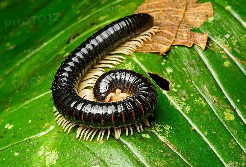Millipede