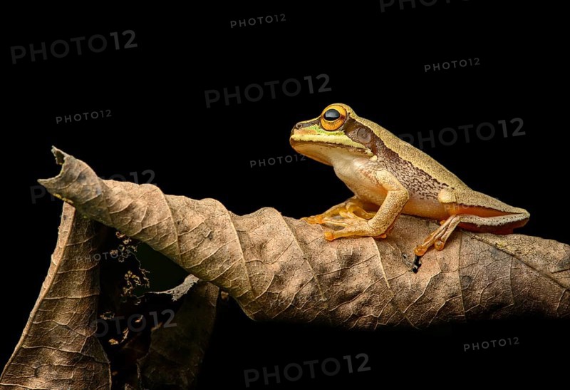 Masked tree frog