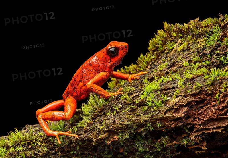 Little-devil poison frog or diablito
