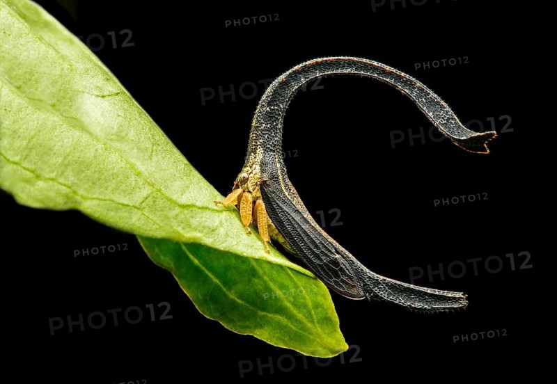 Treehopper
