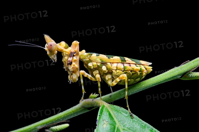 Praying mantis