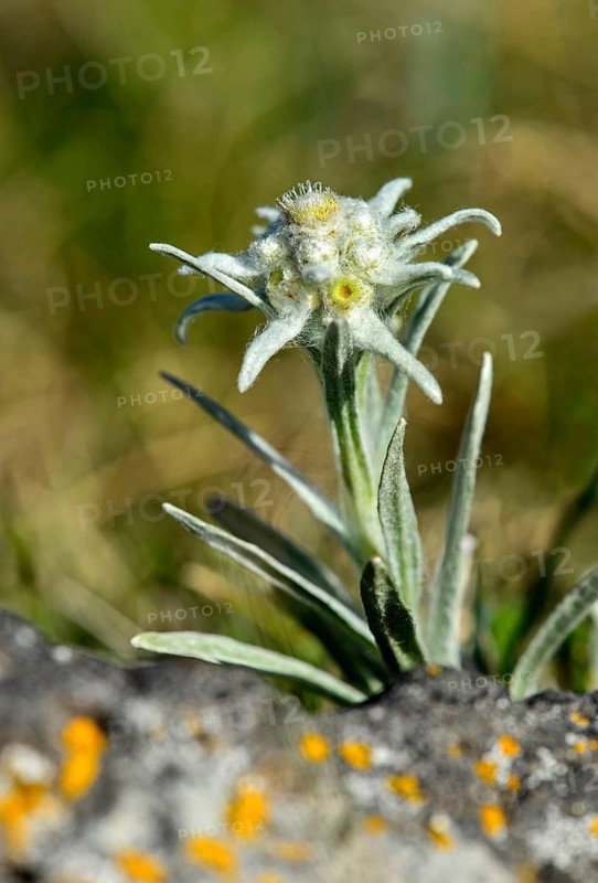 Edelweiss