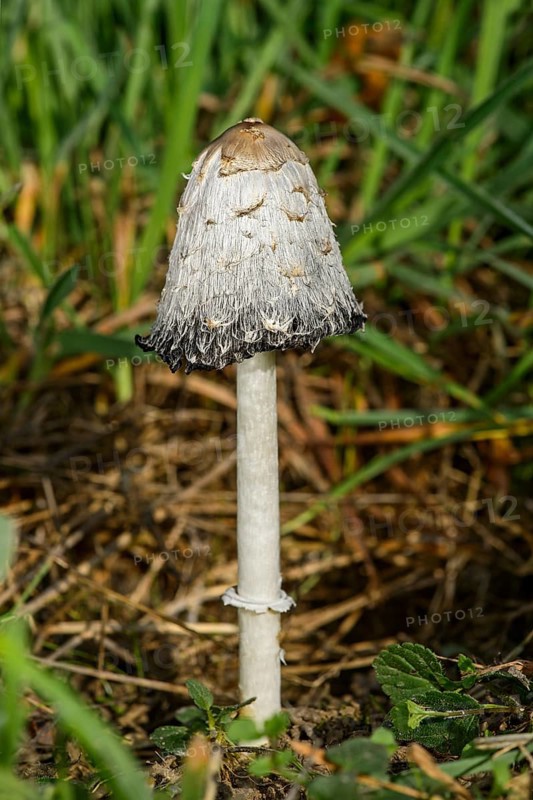 Shaggy ink cap