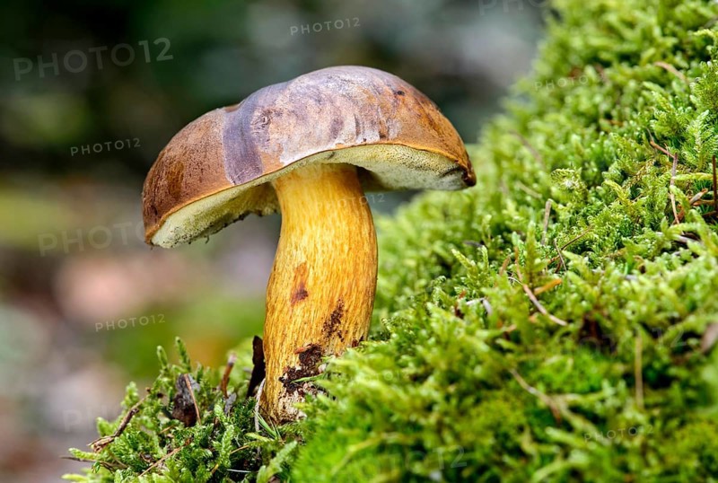 Bay bolete