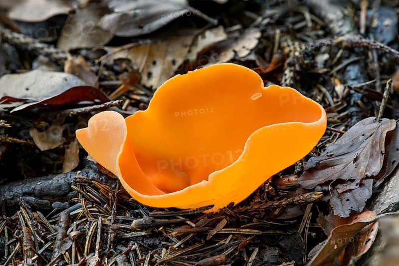 Orange peel fungus