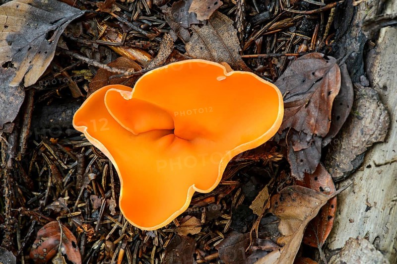 Orange peel fungus