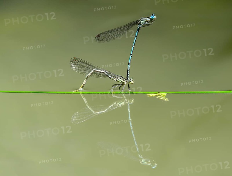 White-legged damselfly