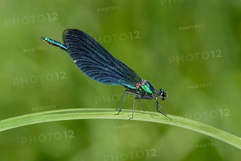 Beautiful demoiselle