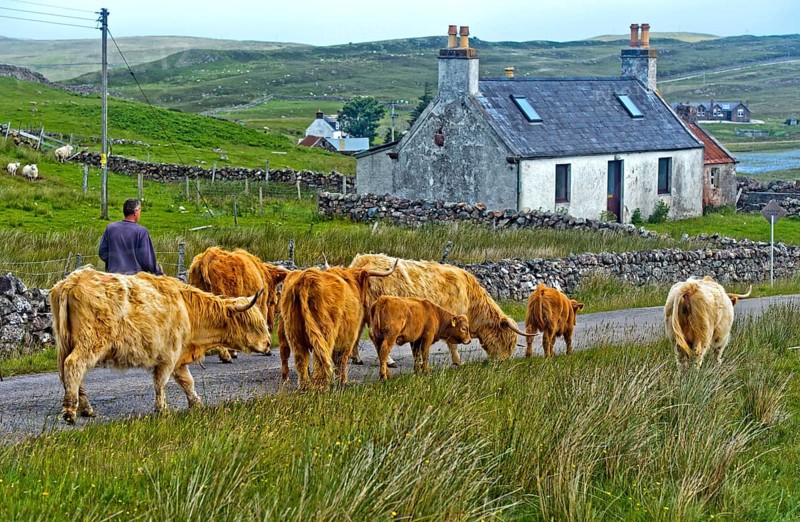 Highland Cattle