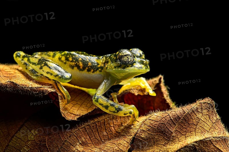 White-spotted Cochran Frog