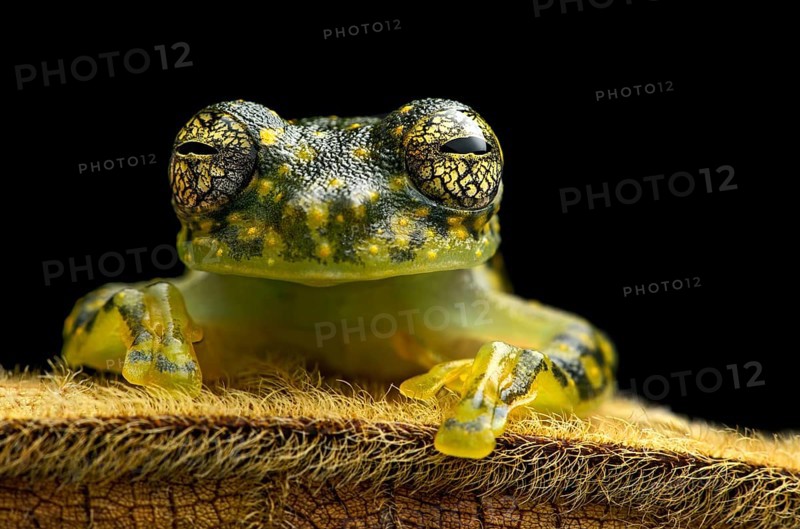 White-spotted Cochran Frog